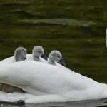 Swan With Cygnets