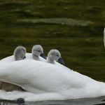 Swan With Cygnets