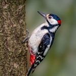 Greater Spotted Woodpecker