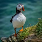 Puffin