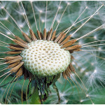 Dandelion Seeding
