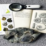 Fossil Ammonites