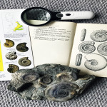 Fossil Ammonites