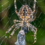 Garden Spider With Cocooned Prey