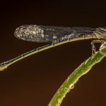 Damselfly