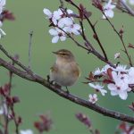ChiffChaff