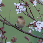 ChiffChaff