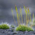 Tortula Muralis