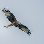Red Kite