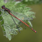 Large Red Damselfly