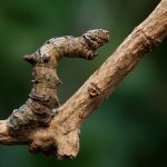 Brimstone Moth Caterpillar