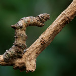 Brimstone Moth Caterpillar
