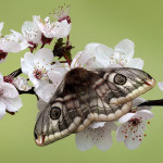 Female Emperor Moth