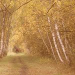 Wilwell Farm Cutting