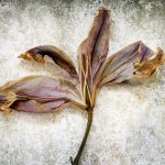 Withered Lily