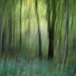 Woodland Impression