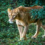 Emerging Lioness
