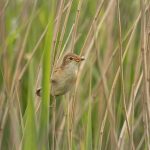 Eurasian Reed Warbler