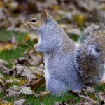 Grey Squirrel