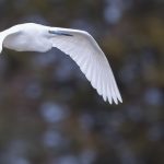 Heron
