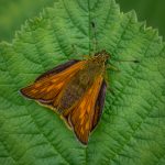 Large Skipper