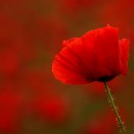 Poppy