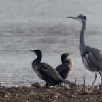 Cormorants And Heron