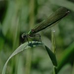 Emerald Damselfly