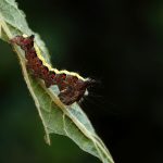 Grey Dagger Caterpillar