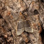 Hypsopygia glaucinalis
