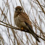 Kestrel
