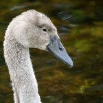 Mute Swan Cygnet
