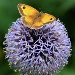 Gatekeeper Butterfly On Agapanthus