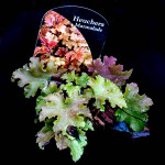 Heuchera Marmalade