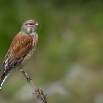Linnet