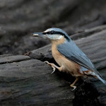 Nuthatch With Nut