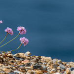 Pink Sea Thrift