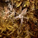 Pisaura Mirabilis