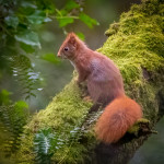 Red Squirrel