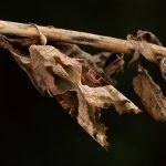 Angle Shades Moth