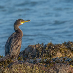 Cormorant