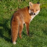 Fox