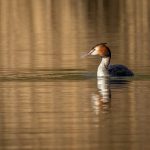 Great Crested Grebe