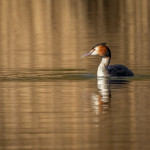 Great Crested Grebe