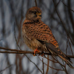 Kestrel