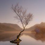 Lone Tree In Early Morning Mist