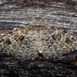 Twenty-plume Moth