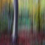 Woodland